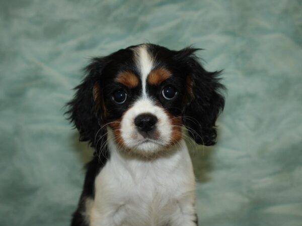 Cavalier King Charles Spaniel DOG Female Tri 20345 Petland Rome, Georgia