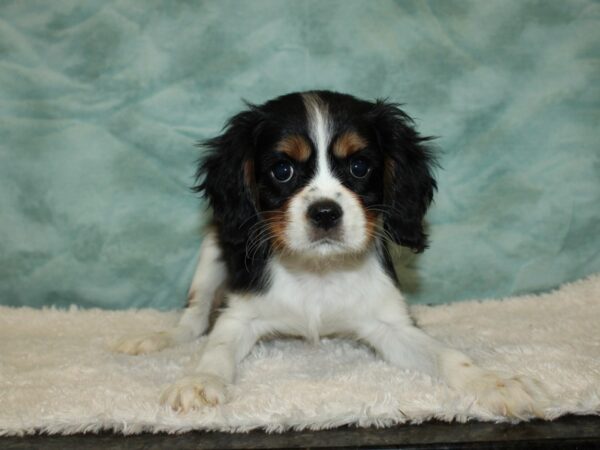 Cavalier King Charles Spaniel DOG Male Tri 20346 Petland Rome, Georgia