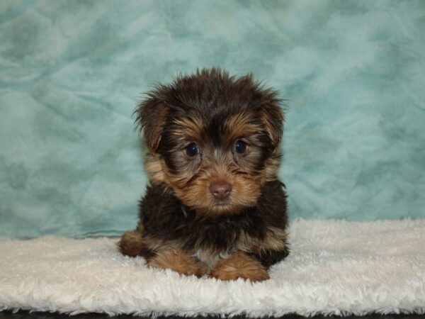 Yorkshire Terrier DOG Female Black / Tan 9438 Petland Rome, Georgia