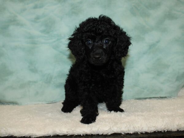 Poodle Mini DOG Female Black 20341 Petland Rome, Georgia