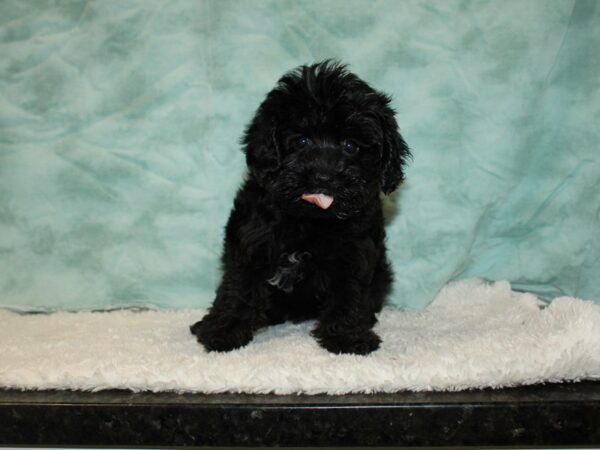 Yorkiepoo-DOG-Female-Black / Tan-20344-Petland Rome, Georgia