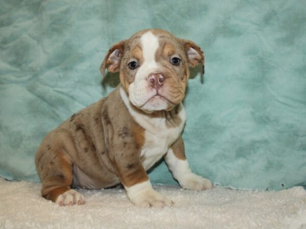 Beabull DOG Male Chocolate Merle 20342 Petland Rome, Georgia