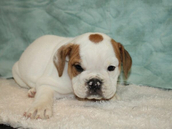 English Bulldog DOG Male White / Brown 9439 Petland Rome, Georgia