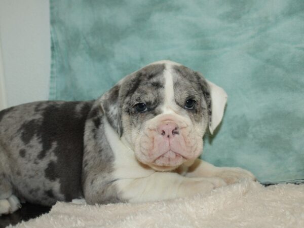 Olde English Bulldog DOG Female Blue Merle 20343 Petland Rome, Georgia