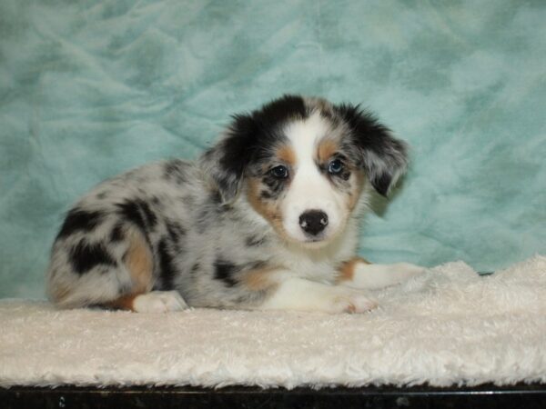 Miniature Australian Shepherd DOG Female Blue Merle 20340 Petland Rome, Georgia