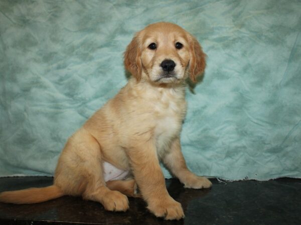 Golden Retriever DOG Female Golden 20354 Petland Rome, Georgia