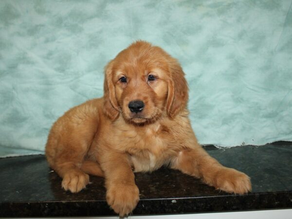 Golden Retriever DOG Male Dark golden 20353 Petland Rome, Georgia