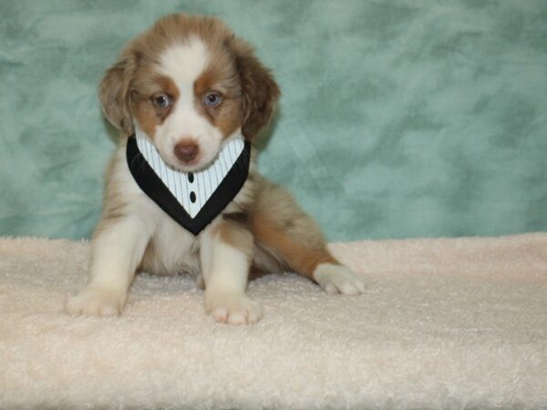 Miniature American Shepherd-DOG-Male-Red Merle-9442-Petland Rome, Georgia