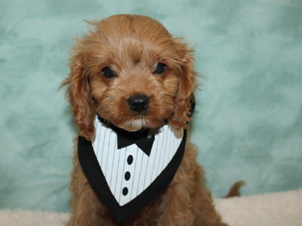 Cavapoo DOG Male Red 20367 Petland Rome, Georgia