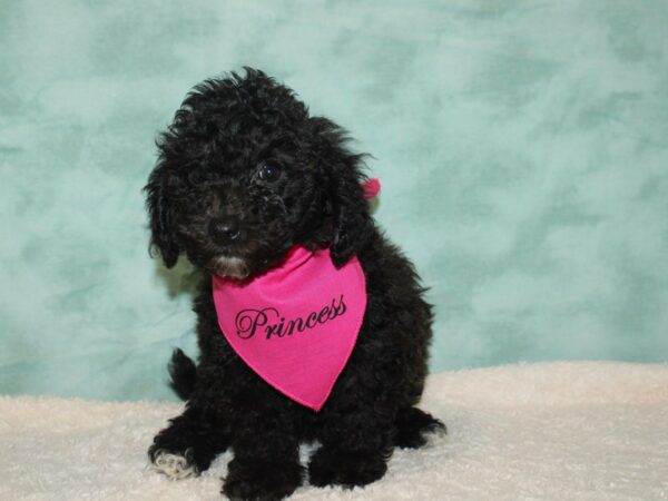 Bichapoo DOG Female Black 20364 Petland Rome, Georgia