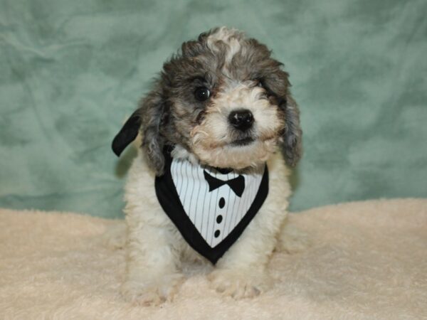 Bichapoo-DOG-Male-Blue Merle Parti-20365-Petland Rome, Georgia