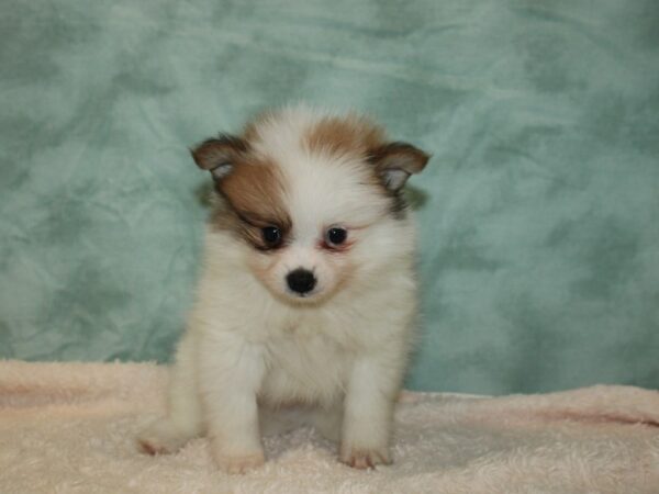 Pomeranian DOG Male Tri-Colored 20356 Petland Rome, Georgia