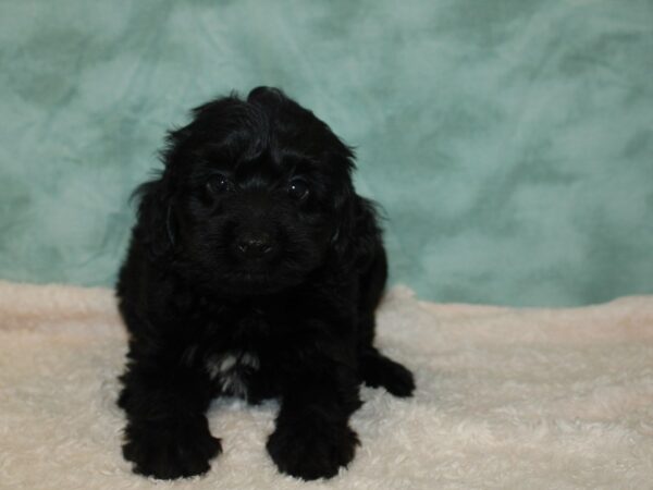 Yorkiepoo DOG Male Black 20361 Petland Rome, Georgia