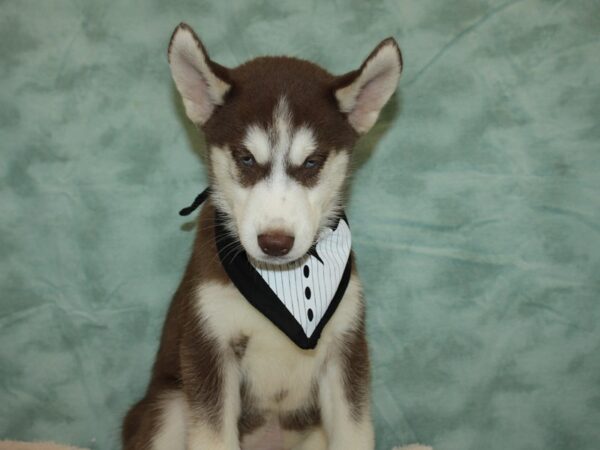 Siberian Husky-DOG-Male-Red / White-20359-Petland Rome, Georgia