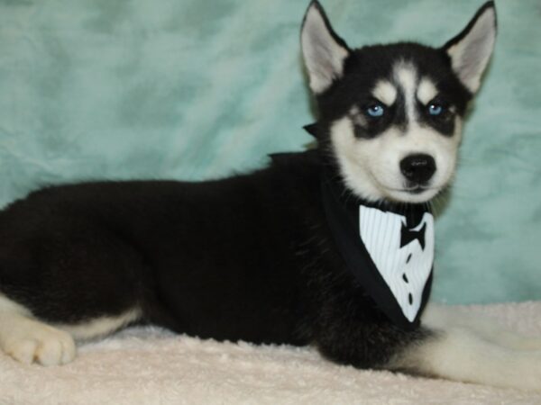 Siberian Husky-DOG-Male-Black / White-9443-Petland Rome, Georgia