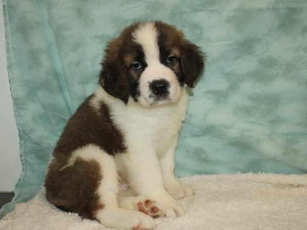 Saint Bernard DOG Male Sable / White 20370 Petland Rome, Georgia