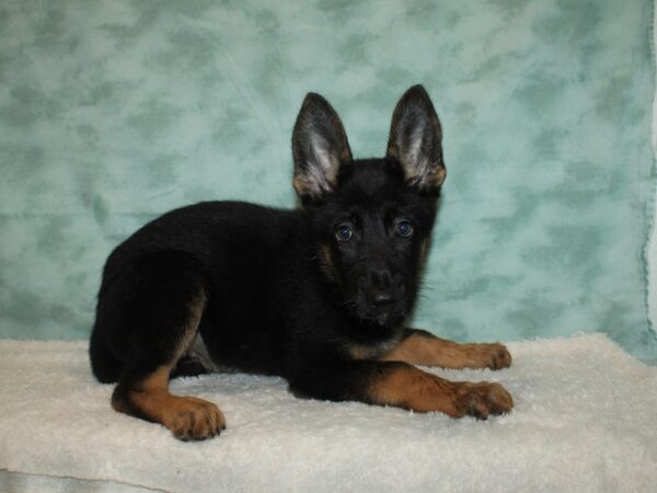 German Shepherd Dog DOG Female Black / Tan 20373 Petland Rome, Georgia