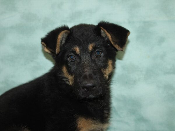 German Shepherd Dog DOG Male Black / Tan 9445 Petland Rome, Georgia