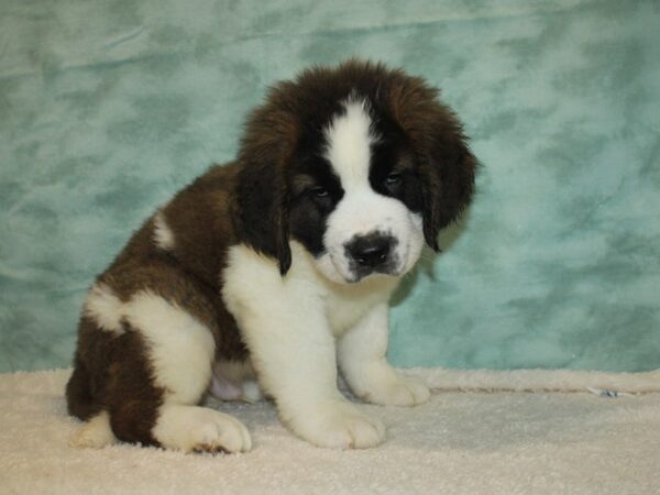 Saint Bernard DOG Male Sable / White 9446 Petland Rome, Georgia