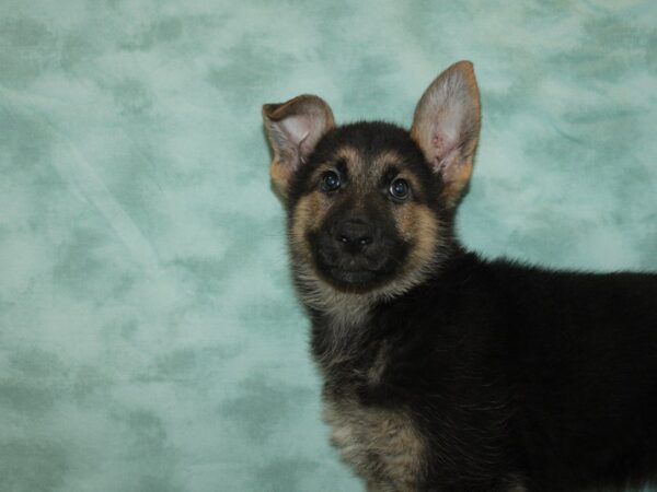 German Shepherd DOG Female Blk & Tan 20376 Petland Rome, Georgia