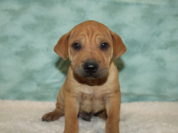 Miniature Walrus-DOG-Male-Fawn-20377-Petland Rome, Georgia