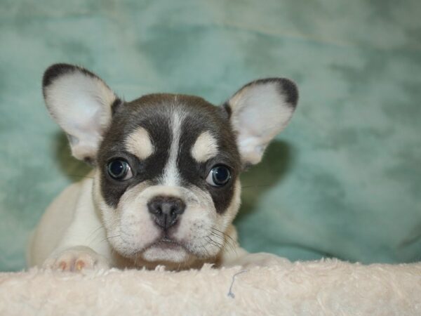 French Bulldog DOG Female Lilac 20374 Petland Rome, Georgia