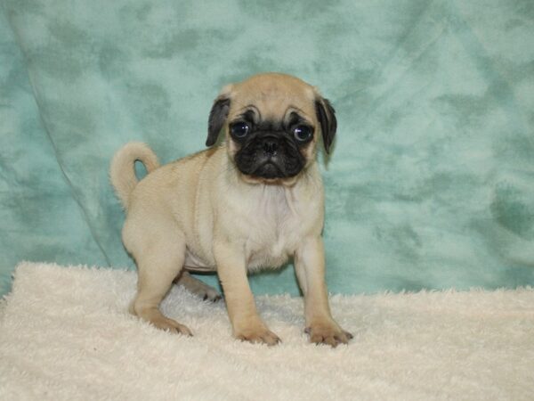 Pug DOG Female Fawn 20369 Petland Rome, Georgia