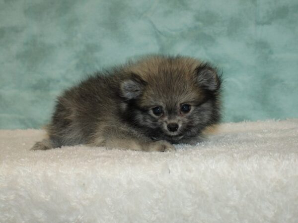 Pomeranian DOG Male Wolf Sable 20379 Petland Rome, Georgia