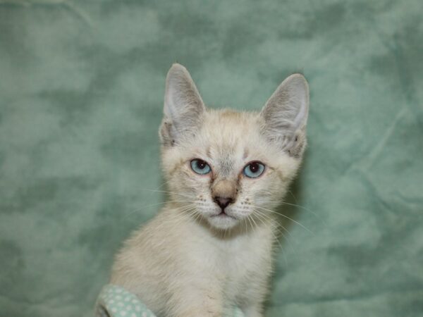 Siamese-Cat-Male--9500-Petland Rome, Georgia