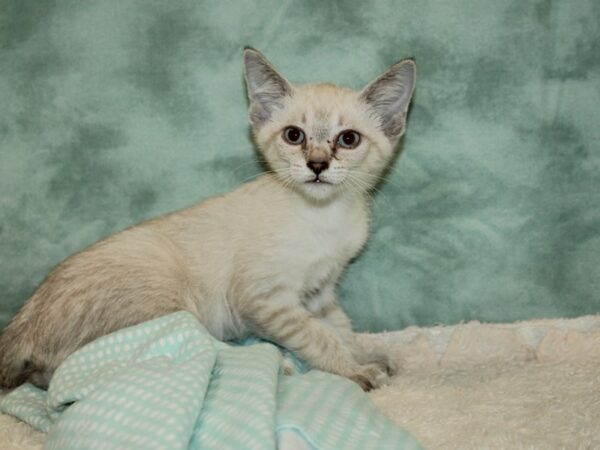 Siamese Cat Female 9469 Petland Rome, Georgia