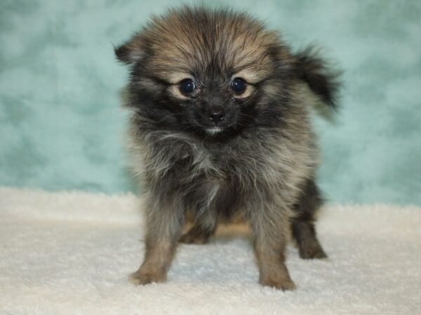 Pomeranian DOG Female Wolf Sable 20389 Petland Rome, Georgia