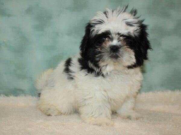 Shih Tzu DOG Female Black / White 20382 Petland Rome, Georgia