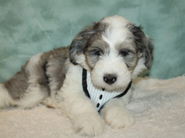 Aussiechon DOG Male Blue Merle / White 20400 Petland Rome, Georgia