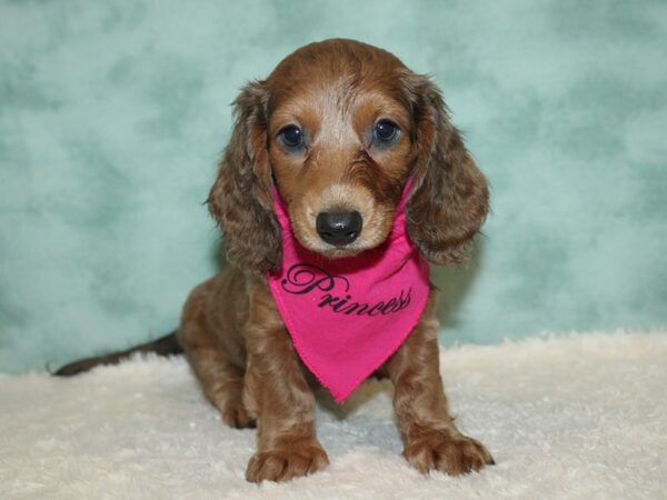 Dachshund DOG Female Isabella Fawn 20388 Petland Rome, Georgia