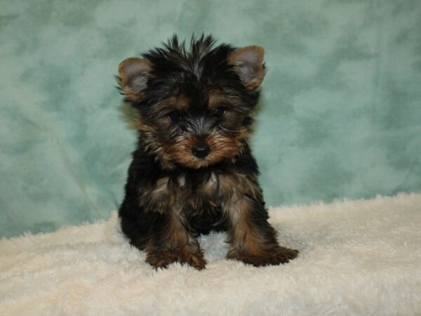 Yorkshire Terrier DOG Male Black and Tan 20391 Petland Rome, Georgia