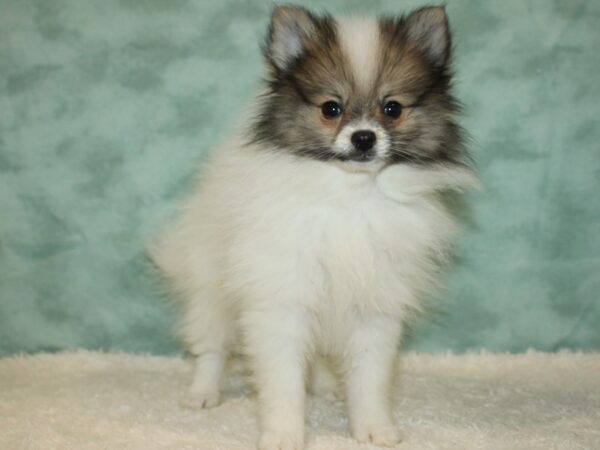 Pomeranian DOG Female White 20368 Petland Rome, Georgia