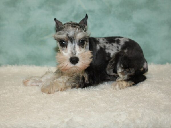 Miniature Schnauzer DOG Female Blue Merle 20386 Petland Rome, Georgia