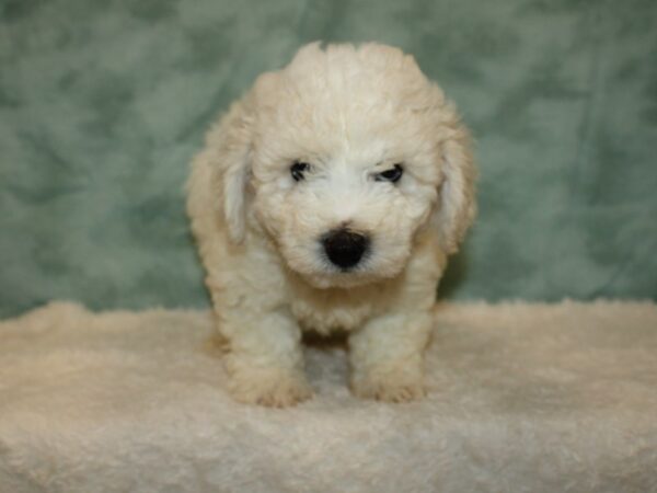 Bichon Frise-DOG-Male-White-20385-Petland Rome, Georgia