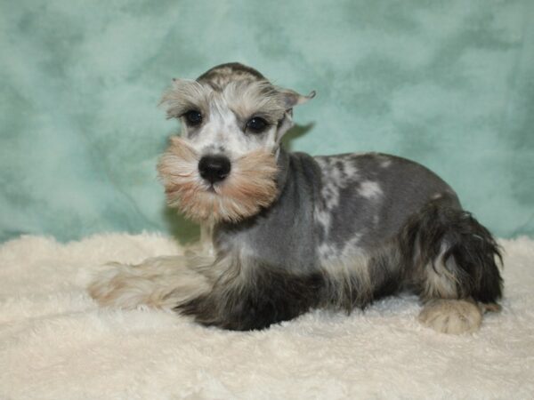 Miniature Schnauzer DOG Male Blue Merle 20398 Petland Rome, Georgia