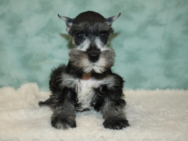 Miniature Schnauzer DOG Female Salt / Pepper 20396 Petland Rome, Georgia