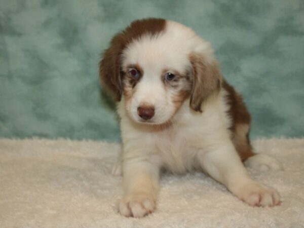 Miniature American Shepherd DOG Male Red Merle 20383 Petland Rome, Georgia