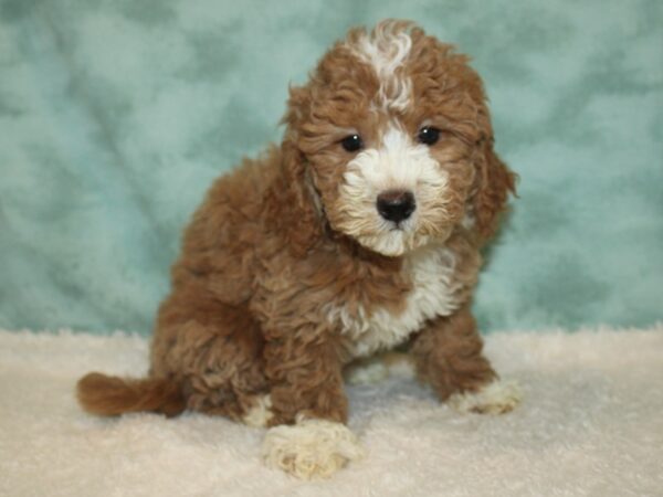 Mini Goldendoodle DOG Female Red 20394 Petland Rome, Georgia