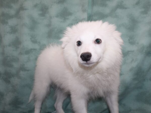 American Eskimo Dog DOG Male White 9405 Petland Rome, Georgia