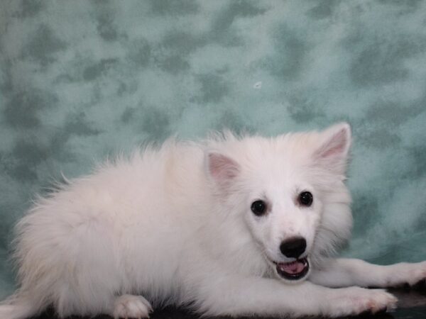 American Eskimo Dog-DOG-Female-White-9406-Petland Rome, Georgia