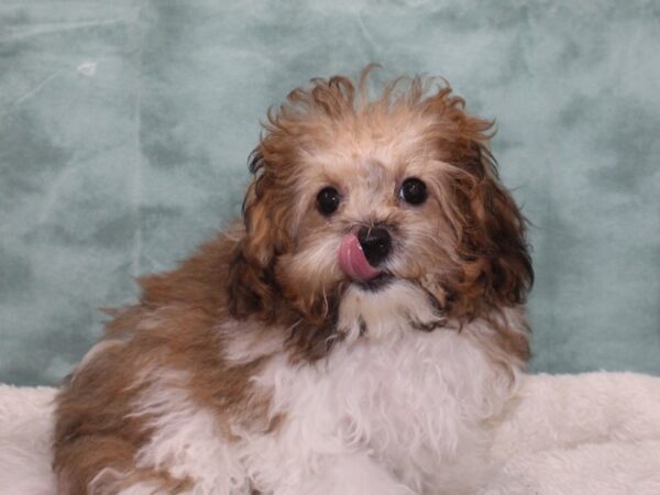 Poodle/Bichon Frise-DOG-Male-Brindle / White-9414-Petland Rome, Georgia