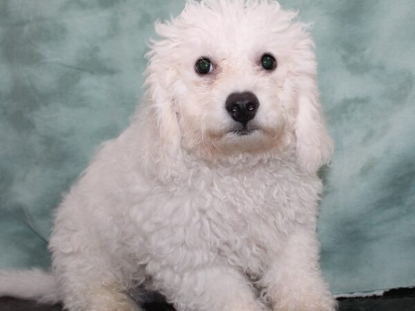 Bichon Frise DOG Male White 9415 Petland Rome, Georgia