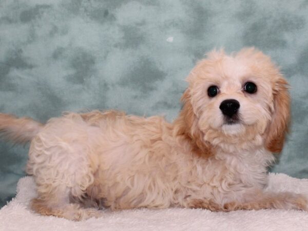 Cavachon DOG Male Blenheim / White 9413 Petland Rome, Georgia