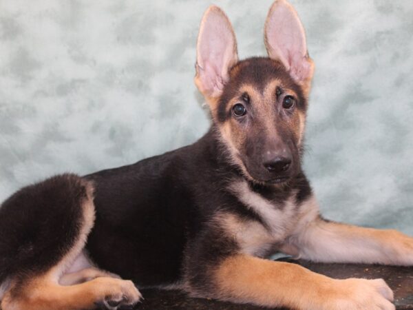 German Shepherd Dog DOG Male Black / Tan 9441 Petland Rome, Georgia