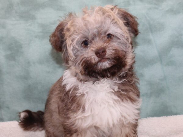 Havanese-DOG-Male-Silver Brindle-9418-Petland Rome, Georgia