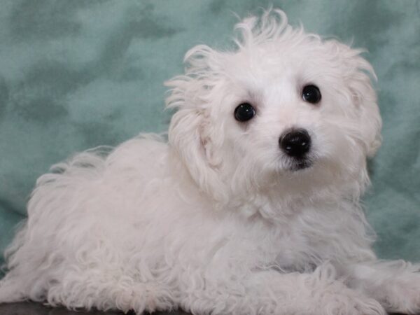 Maltichon-DOG-Female-White-9392-Petland Rome, Georgia